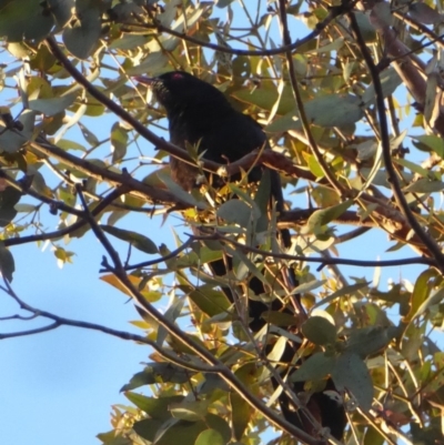 Eudynamys orientalis (Pacific Koel) at Red Hill to Yarralumla Creek - 25 Nov 2018 by JackyF