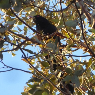 Eudynamys orientalis (Pacific Koel) at Hughes, ACT - 25 Nov 2018 by JackyF