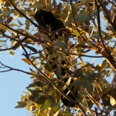 Eudynamys orientalis at Hughes, ACT - 25 Nov 2018 07:20 PM