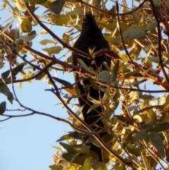 Eudynamys orientalis at Hughes, ACT - 25 Nov 2018 07:20 PM