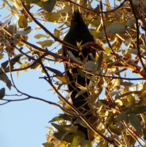 Eudynamys orientalis at Hughes, ACT - 25 Nov 2018