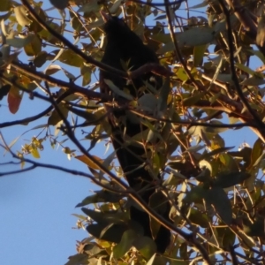 Eudynamys orientalis at Hughes, ACT - 25 Nov 2018 07:20 PM