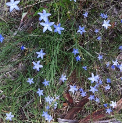 Wahlenbergia capillaris (Tufted Bluebell) at Red Hill to Yarralumla Creek - 26 Nov 2018 by ruthkerruish