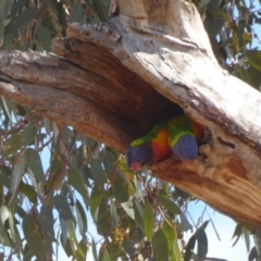 Trichoglossus moluccanus (Rainbow Lorikeet) at Red Hill to Yarralumla Creek - 26 Nov 2018 by JackyF