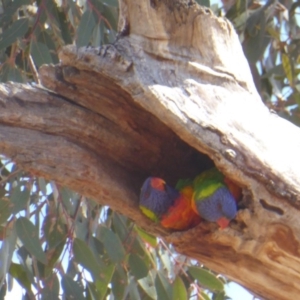 Trichoglossus moluccanus at Hughes, ACT - 26 Nov 2018