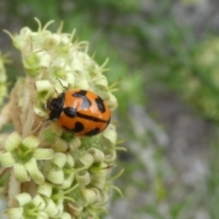 Coccinella transversalis (Transverse Ladybird) at Tura Beach, NSW - 24 Nov 2018 by StarHair