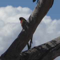 Platycercus elegans (Crimson Rosella) at Red Hill to Yarralumla Creek - 26 Nov 2018 by JackyF