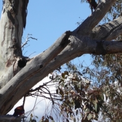 Platycercus elegans at Deakin, ACT - 26 Nov 2018 03:39 PM