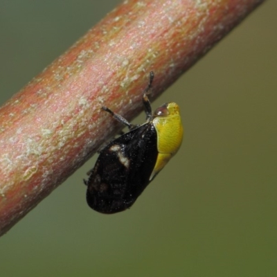 Chaetophyes compacta (Tube spittlebug) at ANBG - 25 Nov 2018 by TimL