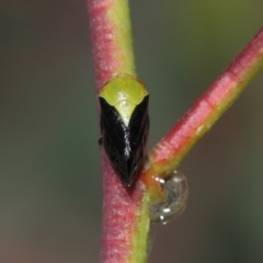 Chaetophyes compacta at Acton, ACT - 25 Nov 2018