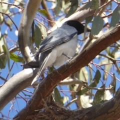 Coracina novaehollandiae (Black-faced Cuckooshrike) at Deakin, ACT - 26 Nov 2018 by JackyF