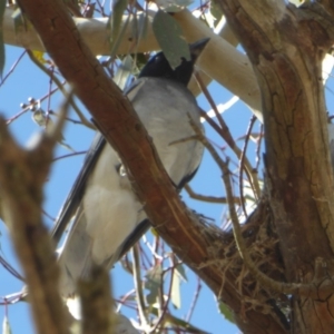 Coracina novaehollandiae at Deakin, ACT - 26 Nov 2018 03:51 PM