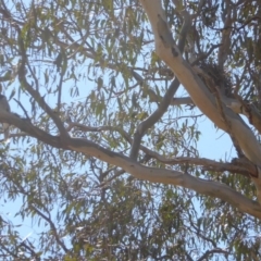 Coracina novaehollandiae at Deakin, ACT - 26 Nov 2018 03:51 PM