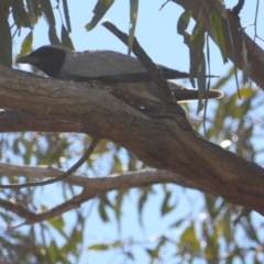 Coracina novaehollandiae at Deakin, ACT - 26 Nov 2018 03:51 PM