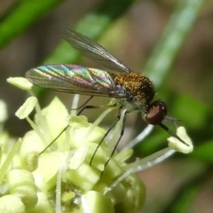 Geron sp. (genus) at Tura Beach, NSW - 24 Nov 2018 12:25 PM