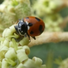 Hippodamia variegata (Spotted Amber Ladybird) at Tura Beach, NSW - 24 Nov 2018 by StarHair