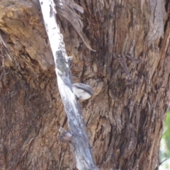 Myiagra rubecula at Deakin, ACT - 26 Nov 2018 03:57 PM