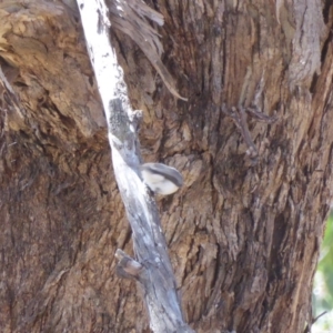 Myiagra rubecula at Deakin, ACT - 26 Nov 2018