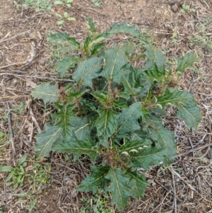 Solanum cinereum at Deakin, ACT - 25 Nov 2018 04:29 PM