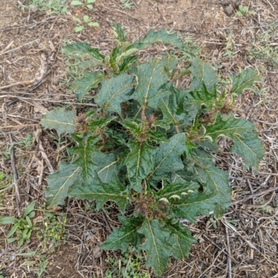 Solanum cinereum (Narrawa Burr) at Red Hill to Yarralumla Creek - 25 Nov 2018 by JackyF