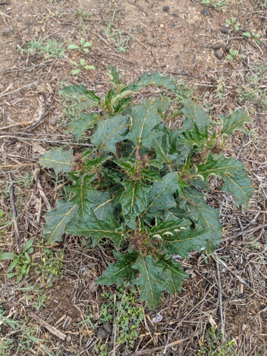 Solanum cinereum at Deakin, ACT - 25 Nov 2018
