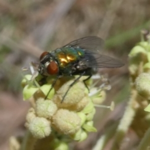 Lucilia cuprina at Tura Beach, NSW - 24 Nov 2018