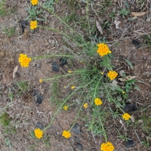 Chrysocephalum semipapposum at Hughes, ACT - 25 Nov 2018