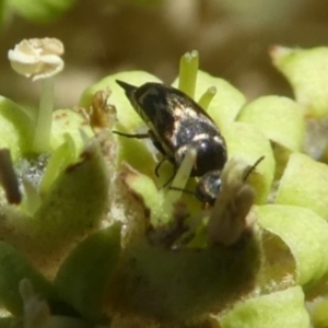 Mordella sp. (genus) at Tura Beach, NSW - 24 Nov 2018 12:54 PM