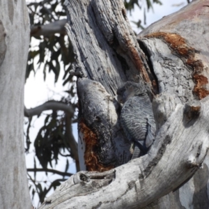 Callocephalon fimbriatum at Deakin, ACT - 26 Nov 2018