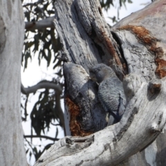 Callocephalon fimbriatum at Deakin, ACT - 26 Nov 2018