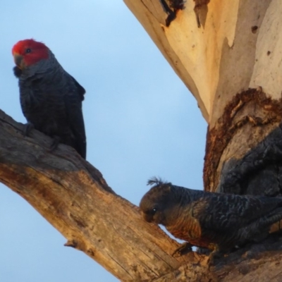 Callocephalon fimbriatum (Gang-gang Cockatoo) at Red Hill to Yarralumla Creek - 25 Nov 2018 by JackyF
