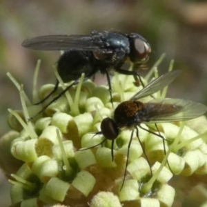Muscidae (family) at Tura Beach, NSW - 24 Nov 2018 01:27 PM