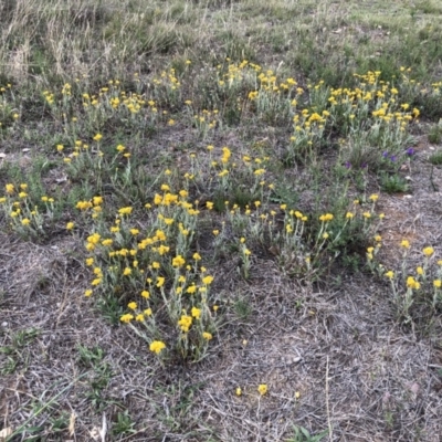 Chrysocephalum apiculatum (Common Everlasting) at National Arboretum Woodland - 25 Nov 2018 by AndyRussell