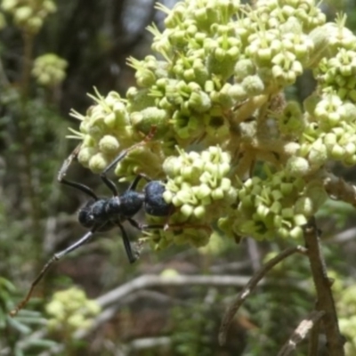 Myrmecia sp. (genus) (Bull ant or Jack Jumper) at Tura Beach, NSW - 24 Nov 2018 by StarHair