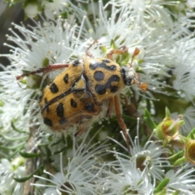 Neorrhina punctata (Spotted flower chafer) at Tura Beach, NSW - 24 Nov 2018 by StarHair