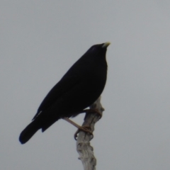 Ptilonorhynchus violaceus (Satin Bowerbird) at Deakin, ACT - 25 Nov 2018 by JackyF