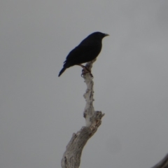 Ptilonorhynchus violaceus at Deakin, ACT - 25 Nov 2018