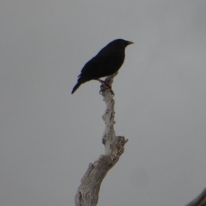 Ptilonorhynchus violaceus at Deakin, ACT - 25 Nov 2018