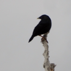 Ptilonorhynchus violaceus at Deakin, ACT - 25 Nov 2018