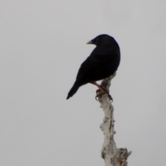 Ptilonorhynchus violaceus at Deakin, ACT - 25 Nov 2018
