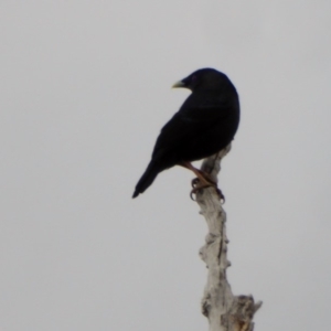 Ptilonorhynchus violaceus at Deakin, ACT - 25 Nov 2018