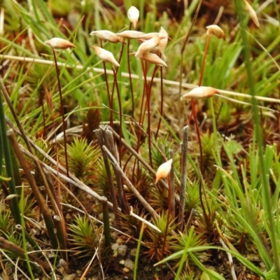 Polytrichaceae sp. (family) (A moss) at Paddys River, ACT - 26 Nov 2018 by JohnBundock
