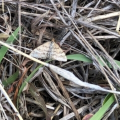 Scopula rubraria (Reddish Wave, Plantain Moth) at Molonglo Valley, ACT - 25 Nov 2018 by AndyRussell