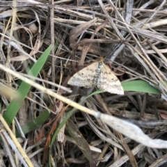 Scopula rubraria at Molonglo Valley, ACT - 25 Nov 2018 01:13 PM