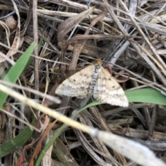 Scopula rubraria at Molonglo Valley, ACT - 25 Nov 2018