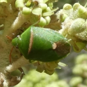 Ocirrhoe unimaculata at Tura Beach, NSW - 24 Nov 2018 12:27 PM