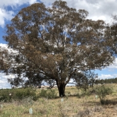 Eucalyptus melliodora (Yellow Box) at Molonglo Valley, ACT - 25 Nov 2018 by AndyRussell