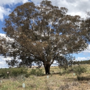 Eucalyptus melliodora at Molonglo Valley, ACT - 25 Nov 2018