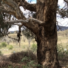 Eucalyptus melliodora at Molonglo Valley, ACT - 25 Nov 2018 02:01 PM