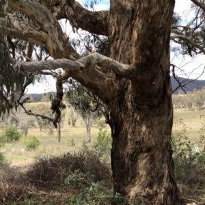 Eucalyptus melliodora at Molonglo Valley, ACT - 25 Nov 2018 02:01 PM